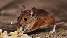 24 Hour & Emergency Exterminators in Northfield, NJ